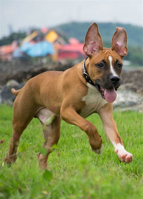 The German Shepherd pitbull mix needs a big house with a lot of space. Even though these mixed-breed dogs have a lot of energy, that doesn’t mean they can only be happy in homes with big yards. German Shepherd pitbull mix may do well in apartments or condos if they get enough exercise every day.